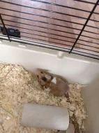 Prodám mláďata křečka syrského