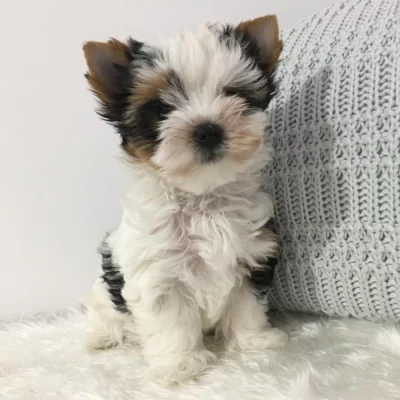 Yorkšírský teriér (Jorkšírský teriér) -krásná štěňátka s PP