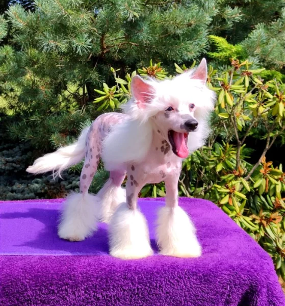 Čínský chocholatý pes - štěně s PP