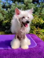 Čínský chocholatý pes - štěně s PP