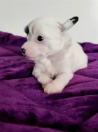 Čínský chocholatý pes - štěně, fenka s PP