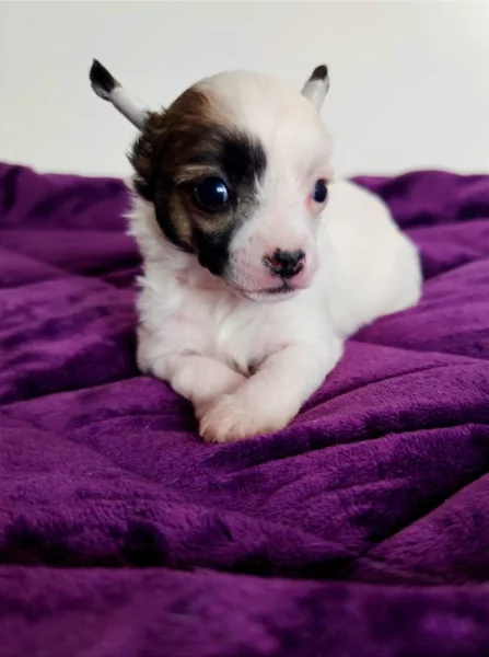 Čínský chocholatý pes - štěně, fenka s PP