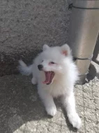 Německý špic střední strakoš s PP FCI