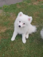 Německý špic střední strakoš s PP FCI