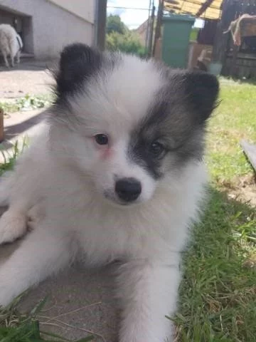 Německý špic střední strakoš s PP FCI