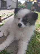 Německý špic střední strakoš s PP FCI