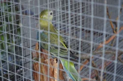 Prodám letošní papoušky zpěvavé