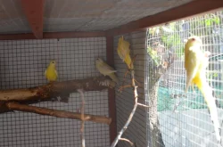 Prodám letošní papoušky zpěvavé