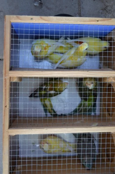 Prodám letošní papoušky zpěvavé