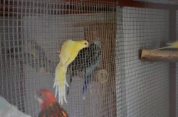 Prodám letošní papoušky zpěvavé