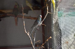 Prodám letošní papoušky zpěvavé