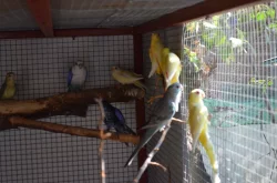 Prodám letošní papoušky zpěvavé