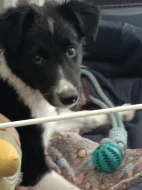 Border kolie s PP – 4měsíční pejsek, Havířov