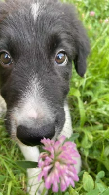 Border kolie s PP – 4měsíční pejsek, Havířov