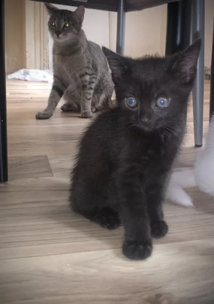 Daruji kočičku a koťátko