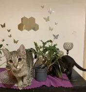 Daruji kočičku a koťátko