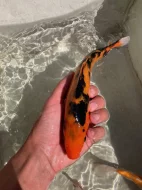 Koi kapr