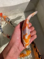 Koi kapr