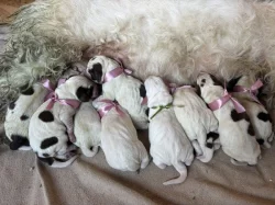 Italský spinone štěně