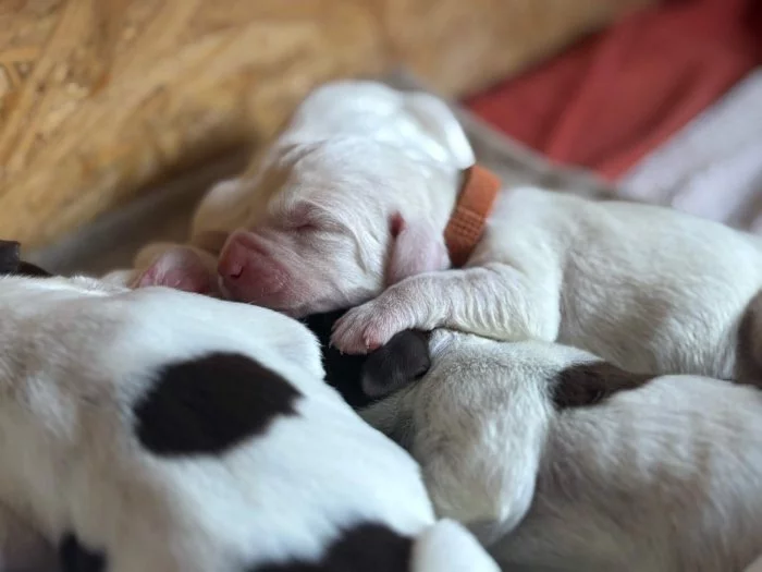 Italský spinone štěně