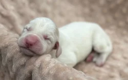 Italský spinone štěně