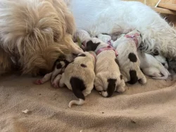 Italský spinone štěně