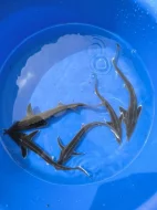 Výprodej jezírkových ryb a jeseterů