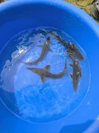 Výprodej jezírkových ryb a jeseterů