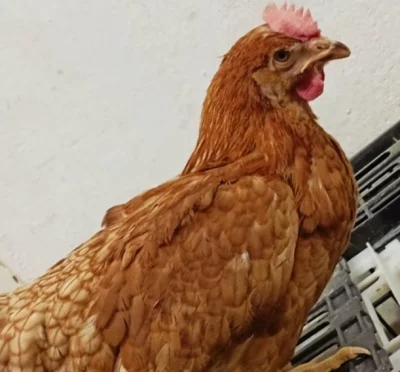 Kuřice 18 týdnů Lohmann hnědý