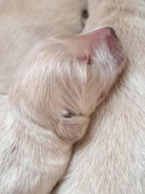 Zlatý retrívr bez PP