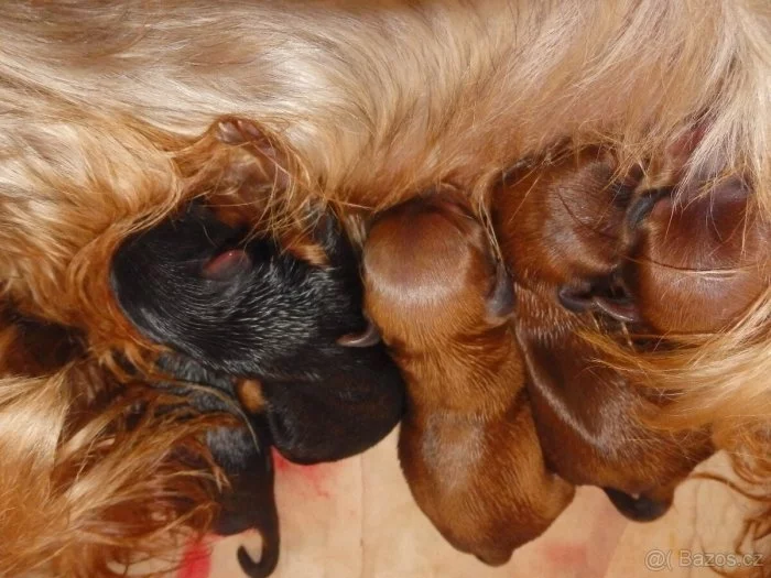 Yorkšírský teriér štěňátka otec s PP