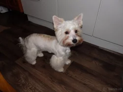 Yorkšírský teriér štěňátka otec s PP