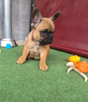 Francúzsky buldoček s PP.FCI.,