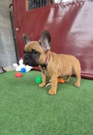 Francúzsky buldoček s PP.FCI.,