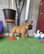 Francúzsky buldoček s PP.FCI.,