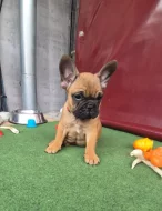 Francúzsky buldoček s PP.FCI.,