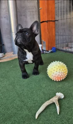 Francúzsky buldoček s PP....