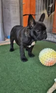 Francúzsky buldoček s PP....