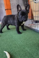 Francúzsky buldoček s PP....