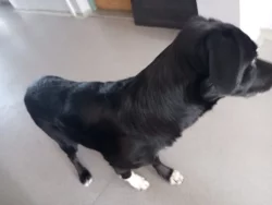 Darujeme 5leteho krizence Tondu