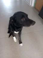 Darujeme 5leteho krizence Tondu