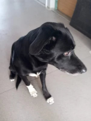 Darujeme 5leteho krizence Tondu