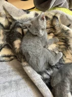 kotatka Kříženec mainská mývalí a bengálský