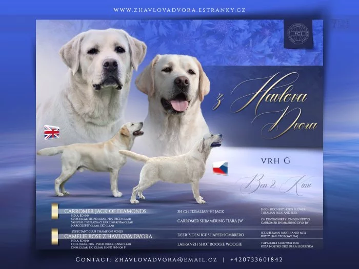 Labradorský retrívr s PP