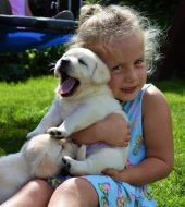 Labradorský retrívr s PP