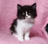 Sibiřská kočička Zorja