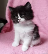 Sibiřská kočička Zorja