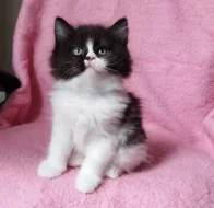 Sibiřská kočička Zorja