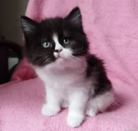 Sibiřská kočička Zorja