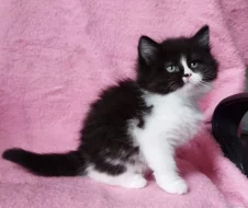 Sibiřská kočička Zorja